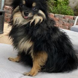Pomeranians from Precious Paradise Pom's