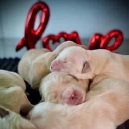 Second Pick - Golden female Golden Retriever puppy in Mc Arthur, California from California Golden Love