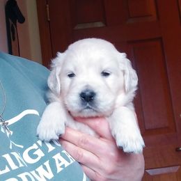 Boy 4 - male Golden Retriever puppy in Chehalis, Washington from Tradition Golden Retrievers