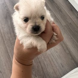 Girl2 - Cream female Pomeranian puppy in Meridian, Idaho from Precious poms