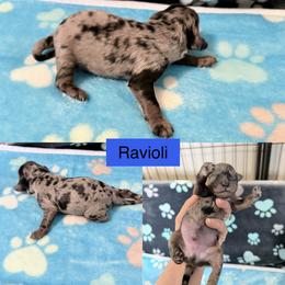 Ravioli - Merle male Cockapoo puppy in Clarks Summit, Pennsylvania from M&M Cockapoos