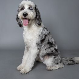 Lilac - Sheepadoodle