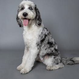 Lilac - Sheepadoodle