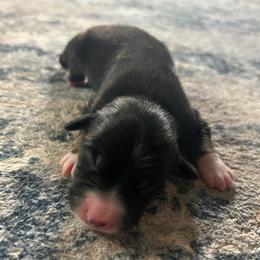 Girl 2 - Black tri-color female Australian Shepherd puppy in Broadview, Montana from Montana Aussies