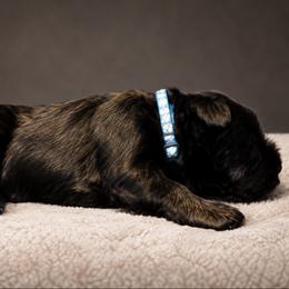 Gabriel von Copper Cottage - Black male Giant Schnauzer puppy in Helena, Alabama from The Copper Cottage Canines LLC