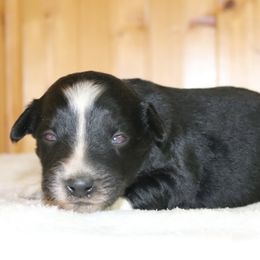 Goku - Black tri-color male Australian Shepherd puppy in Macon, Georgia from Shaina’s Shepherds