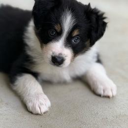 Purple - Tri-color female Border Collie puppy in Blue Ridge, Georgia from Hill Valey Border Collies