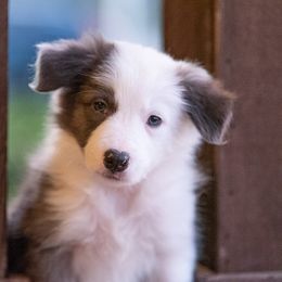 Border Collie Puppies from High Point Border Collies