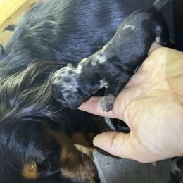 Boy 1 - Dapple male Dachshund puppy in Buchanan, Georgia from Kiser Creek Dachshunds