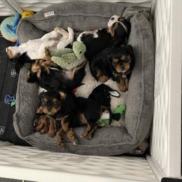 Cavalier King Charles Spaniel Puppies from Meant To Be Cavalier King Charles Spaniels