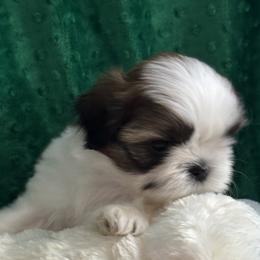 BOY 1 - Red and white male Shih Tzu puppy in Centralia, Washington from FRUFFLES SHIH TZUS