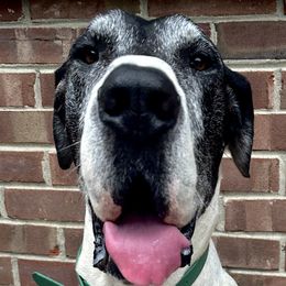 English Springer Spaniels and Great Danes from Balthrop Bend Farms