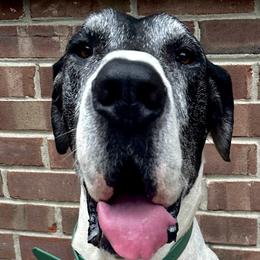 English Springer Spaniels and Great Danes from Balthrop Bend Farms