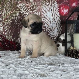 Snowflake - Fawn female Pug puppy in Atwood, Illinois from Peace Road Puppies