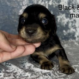 Jingle - Black and cream male Dachshund puppy in Poteau, Oklahoma from Sisters Dazzling Dachshunds