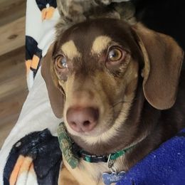 Rufus - Dachshund