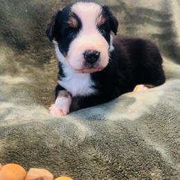 Riley - Black tri-color male Australian Shepherd puppy in Mckenzie, Tennessee from Whispering Iris Aussies