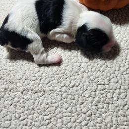 Kobe - Black and white male Cocker Spaniel puppy in Westminster, South Carolina from Hartwell Cocker Spaniel Kennel