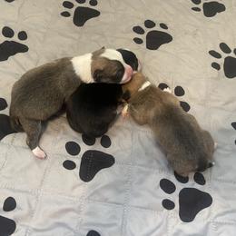 Pembroke Welsh Corgi Puppies from Bentley Corgis LLC