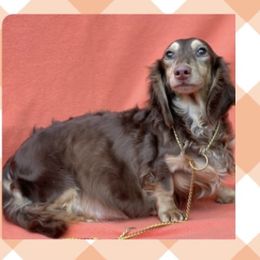 DAZZLE - Dachshund