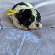 Clove (Gracie) - Yellow Collar - Black and white Shichon puppy in Greenville, Ohio from Oodles of Doodles