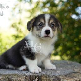 Remi 5 - Tail - Black and tan male Pembroke Welsh Corgi puppy in Straughn, Alabama from Magnolia Creek Corgis