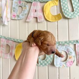 Nugget - Apricot male Goldendoodle puppy in Montgomery, Texas from Dacus Doodles