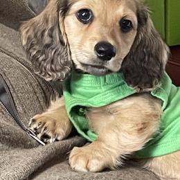 Dachshund Puppies from Northwest Dachshunds