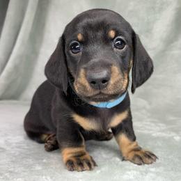 Male 3 - Gray (blue) and tan male Dachshund puppy in Birmingham, Alabama from LongBottomDachshunds