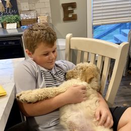 Goldendoodle Puppies from Woods Doodles & Co.