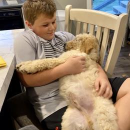 Goldendoodle Puppies from Woods Doodles & Co.