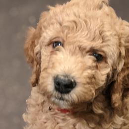 Goldendoodles from Houservillekennels