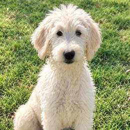 Holly - Cream female Goldendoodle puppy in Dallas, Texas from Bishop Golden Doodles