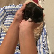 Girl 3 - Lowchen puppy in California from Angel Pups
