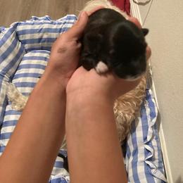 Girl 3 - Lowchen puppy in California from Angel Pups