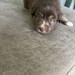 Australian Shepherd Puppies from Forgotten Coast Australian Shepherds