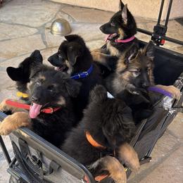 German Shepherd Puppies from Brooks High Quality Breeders