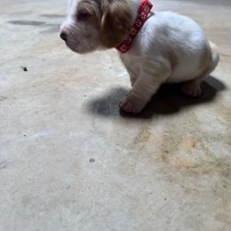 Boy 1 - Mahogany and white male Basset Hound puppy in Tahlequah, Oklahoma from HNH Hounds
