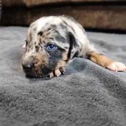Roxy NALC - Blue merle female Catahoula Leopard Dog puppy in Doerun, Georgia from Twig & Tail Puppies