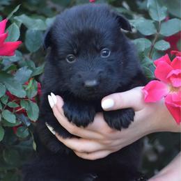 Yellow Collar black female - Black female German Shepherd puppy in Marianna, Florida from Haus M Godwin