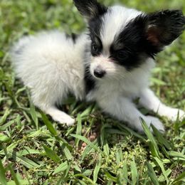 Benny - White and black male Papillon puppy in Spartanburg, South Carolina from Sassy Pap Farms