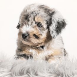Bernedoodle and Aussiedoodle Puppies from Lillybee