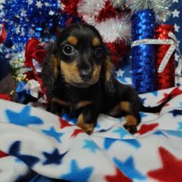 Darwin - Black and tan male Dachshund puppy in Hudson, Michigan from Mittentail Kennel Miniature Dachshunds & Australian Shepherds