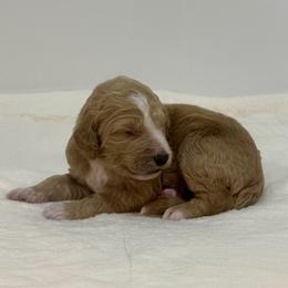 Coconut - Apricot female Goldendoodle puppy in Kenansville, North Carolina from J+A Family Doodles