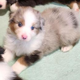 Hope ''Delta'' - Blue merle female Australian Shepherd puppy in Athens, Tennessee from Mimi's Aussie