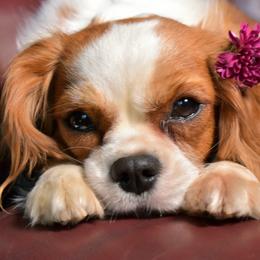 Pixie - Cavalier King Charles Spaniel