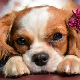 Pixie - Cavalier King Charles Spaniel