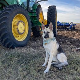 German Shepherd and White Shepherd Puppies from Scenic Creek German Shepherds