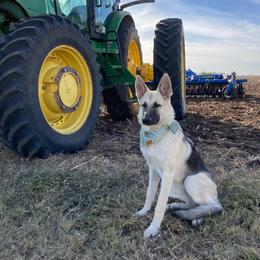 German Shepherd and White Shepherd Puppies from Scenic Creek German Shepherds