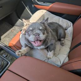 Benny - Blue male French Bulldog puppy in Sonoma, California from Sonoma Fabulous Frenchies